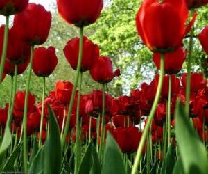 пазл Красные тюльпаны